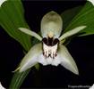 Coelogyne beccarii tropidophorara